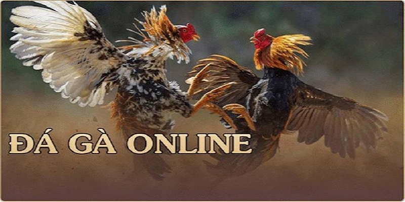 Những trang cá cược đá gà trực tuyến bạn cần biết
